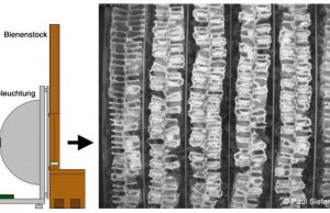 Pesticides disrupt honeybee nursing behavior and larval development Pesticides disrupt honeybee nursing behavior and larval development