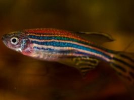 Researchers discover new sex hormone