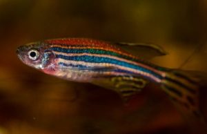 Researchers discover new sex hormone Researchers discover new sex hormone