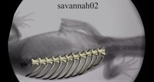 Ribs evolved for movement first then co opted for breathing
