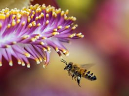 Royal jelly does not a queen make