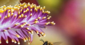 Royal jelly does not a queen make