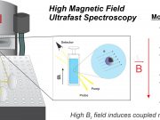 Scholes finds novel magnetic field effect in diamagnetic molecules scaled