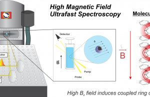 Scholes finds novel magnetic field effect in diamagnetic molecules Scholes finds novel magnetic field effect in diamagnetic molecules scaled