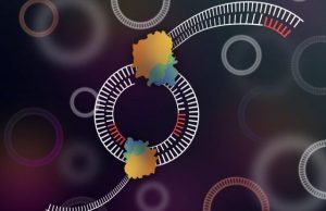 Scientists develop tool to sequence circular DNA Scientists develop tool to sequence circular DNA