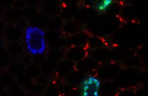 Scientists discover how cells respond to fasting Scientists discover how cells respond to fasting