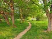 Scientists find genes to save ash trees from deadly beetle