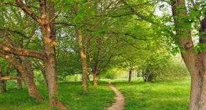 Scientists find genes to save ash trees from deadly beetle