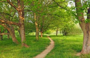 Scientists find genes to save ash trees from deadly beetle Scientists find genes to save ash trees from deadly beetle