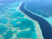 Scientists successfully develop heat resistant coral to fight bleaching