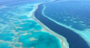 Scientists successfully develop heat resistant coral to fight bleaching