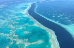 Scientists successfully develop ‘heat resistant’ coral to fight bleaching Scientists successfully develop heat resistant coral to fight bleaching