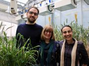 Scientists take a step closer to heat tolerant wheat scaled