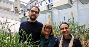 Scientists take a step closer to heat tolerant wheat scaled