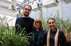 Scientists take a step closer to heat-tolerant wheat Scientists take a step closer to heat tolerant wheat scaled