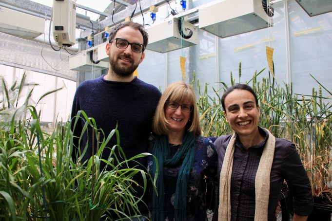 Scientists take a step closer to heat tolerant wheat scaled