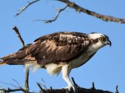 Study finds microplastics in Floridas birds of prey for first time