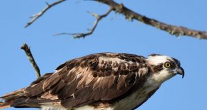 Study finds microplastics in Floridas birds of prey for first time