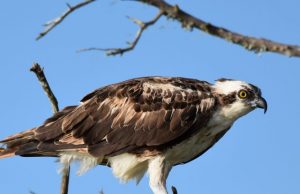 Study finds microplastics in Florida’s birds of prey for first time Study finds microplastics in Floridas birds of prey for first time