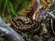 The European viper uses cloak and dazzle method to escape predators