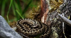 The European viper uses cloak and dazzle method to escape predators