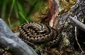 The European viper uses cloak-and-dazzle method to escape predators The European viper uses cloak and dazzle method to escape predators