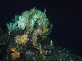 The deep ocean is warming slowly—but dramatic changes are ahead