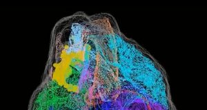 The first 3 D map of the hearts neurons