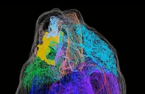 The first 3-D map of the heart’s neurons The first 3 D map of the hearts neurons