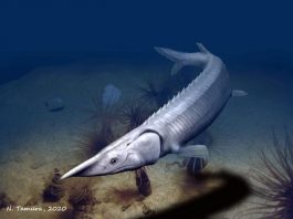 300 million year old fish resembles a sturgeon but took a different evolutionary path
