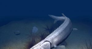 300 million year old fish resembles a sturgeon but took a different evolutionary path