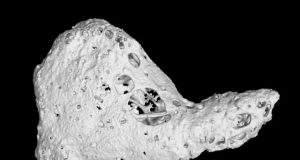 A rare heart bone is discovered in chimpanzees