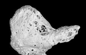 A rare heart bone is discovered in chimpanzees A rare heart bone is discovered in chimpanzees