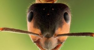 An ant inspired approach to mathematical sampling