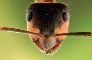 An ant-inspired approach to mathematical sampling An ant inspired approach to mathematical sampling