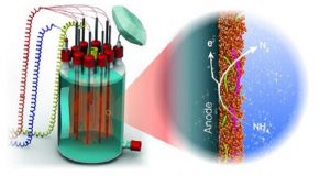 Anammox bacteria generate energy from wastewater while taking a breath