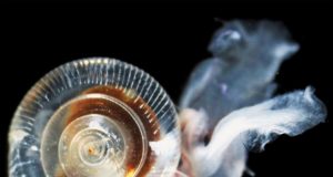 Arctic Ocean acidification worse than expected