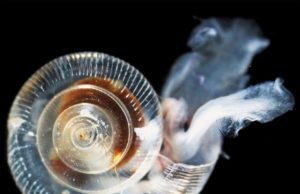 Arctic Ocean acidification worse than expected Arctic Ocean acidification worse than expected