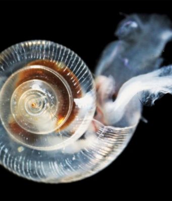 Arctic Ocean acidification worse than expected