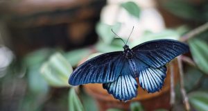 Armor on butterfly wings protects against heavy rain