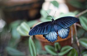 Armor on butterfly wings protects against heavy rain Armor on butterfly wings protects against heavy rain