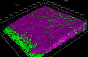 Bacteria perform mass suicide to defend their colony Bacteria perform mass suicide to defend their colony