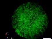 Bacterial Death Stars could be tricked into destroying themselves