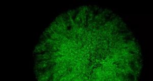 Bacterial Death Stars could be tricked into destroying themselves
