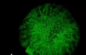 Bacterial ‘Death Stars’ could be tricked into destroying themselves Bacterial Death Stars could be tricked into destroying themselves