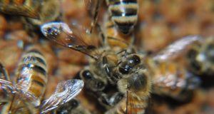 Bees grooming each other can boost colony immunity
