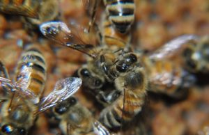 Bees grooming each other can boost colony immunity Bees grooming each other can boost colony immunity