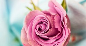 Chronobiology Researchers identify genes that tell plants when to flower