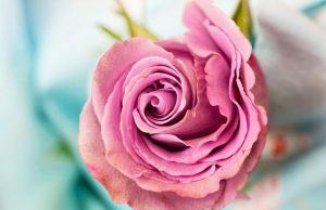 Chronobiology: Researchers identify genes that tell plants when to flower Chronobiology Researchers identify genes that tell plants when to flower