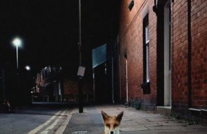 City foxes are becoming more similar to domesticated dogs as they adapt to their environment City foxes are becoming more similar to domesticated dogs as they adapt to their environment